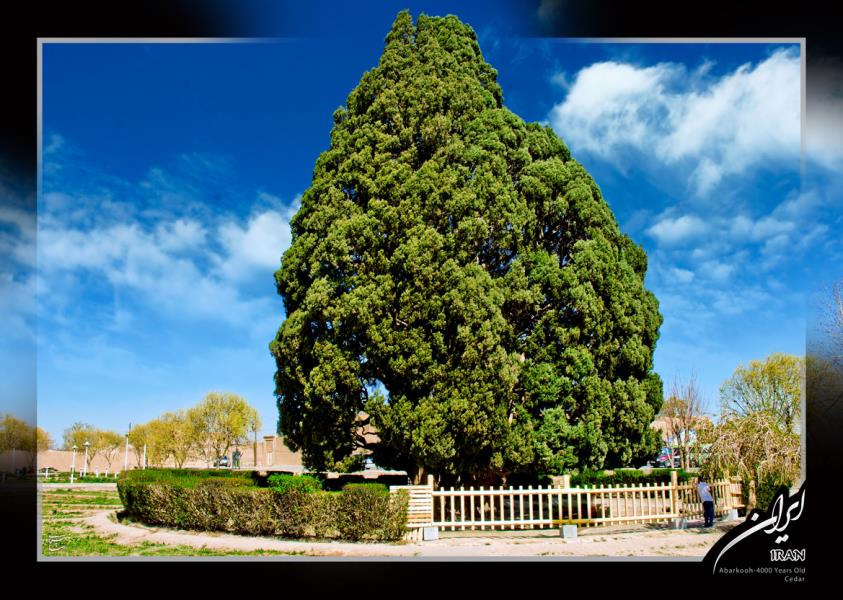 7000years old cypress in Abarkooh